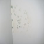 Mould & Mildew Removal in RAK Homes: Winning Against Summer Humidity